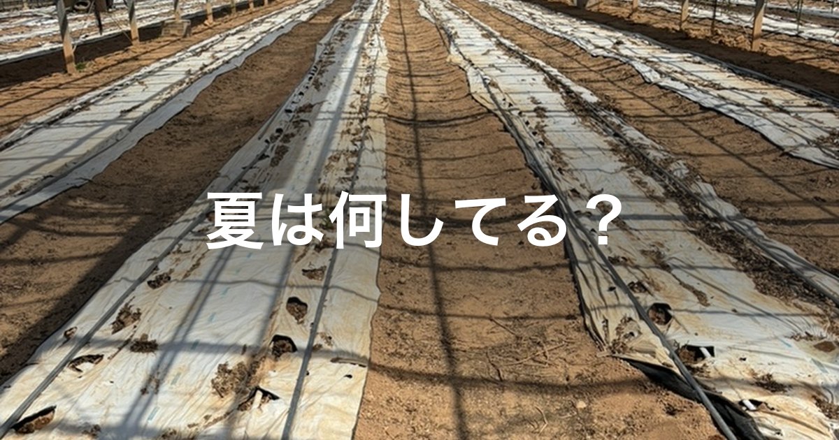 夏は何してる？　株を片付けたあとのハウス