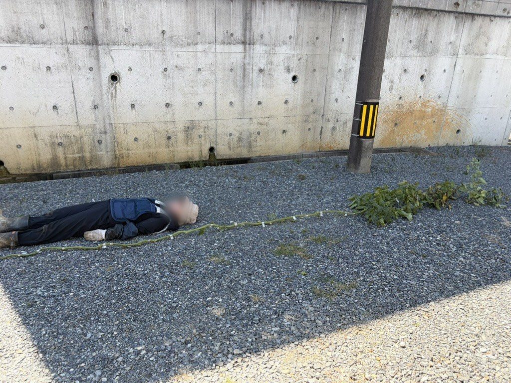1本の株の長さを人の背丈と比べたところ