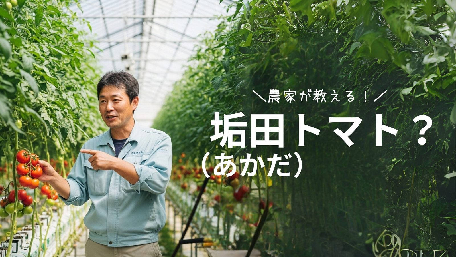 【垢田（あかだ）のトマト】とは｜下関で育まれた甘みと旨みの秘密